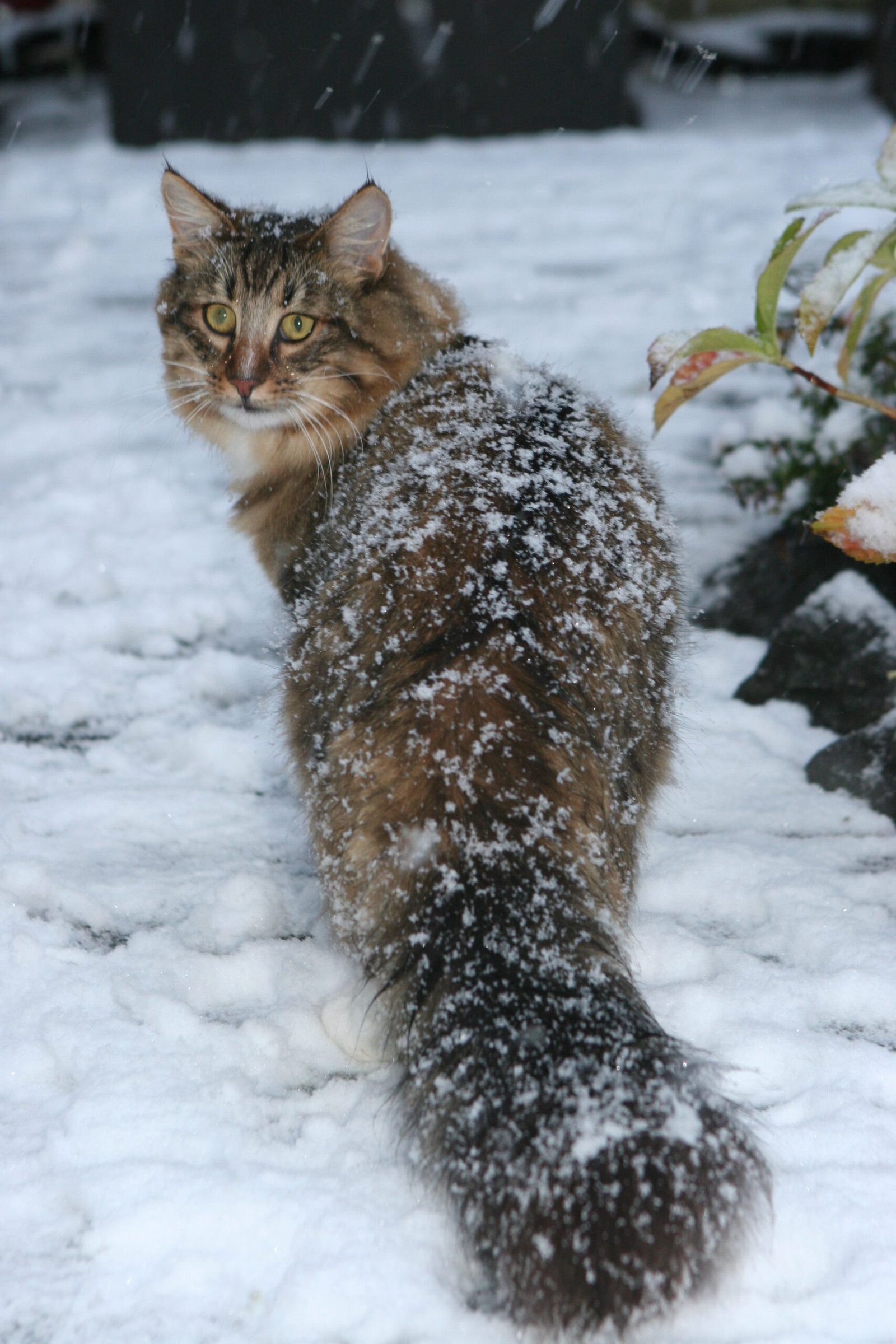 Breeds That Brave the Deep Freeze (image credits: wikimedia)