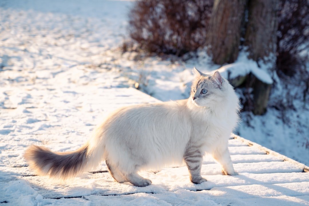 Not All Fluff Is Frost-Proof (image credits: unsplash)