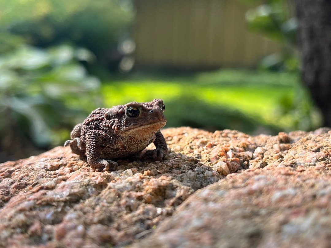 Poison in the Backyard: Cane Toads, Plants, and Household Toxins (image credits: unsplash)