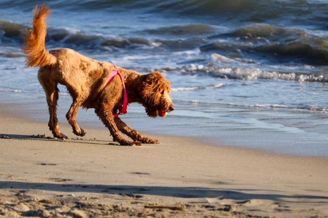 Waterfront Risks: Salt, Hooks, and Red Tide Days (image credits: unsplash)