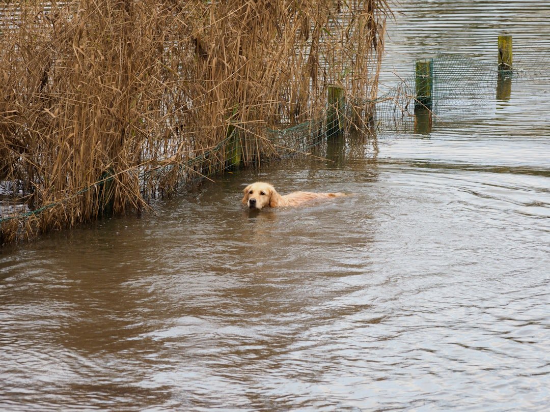 Storm Season Medicine: Floods, Power Outages, and Infectious Risks (image credits: unsplash)