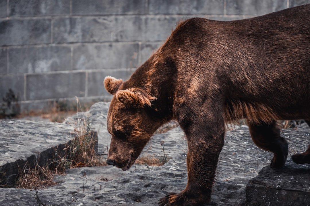 The Ghost Bear That Defies Science (image credits: unsplash)