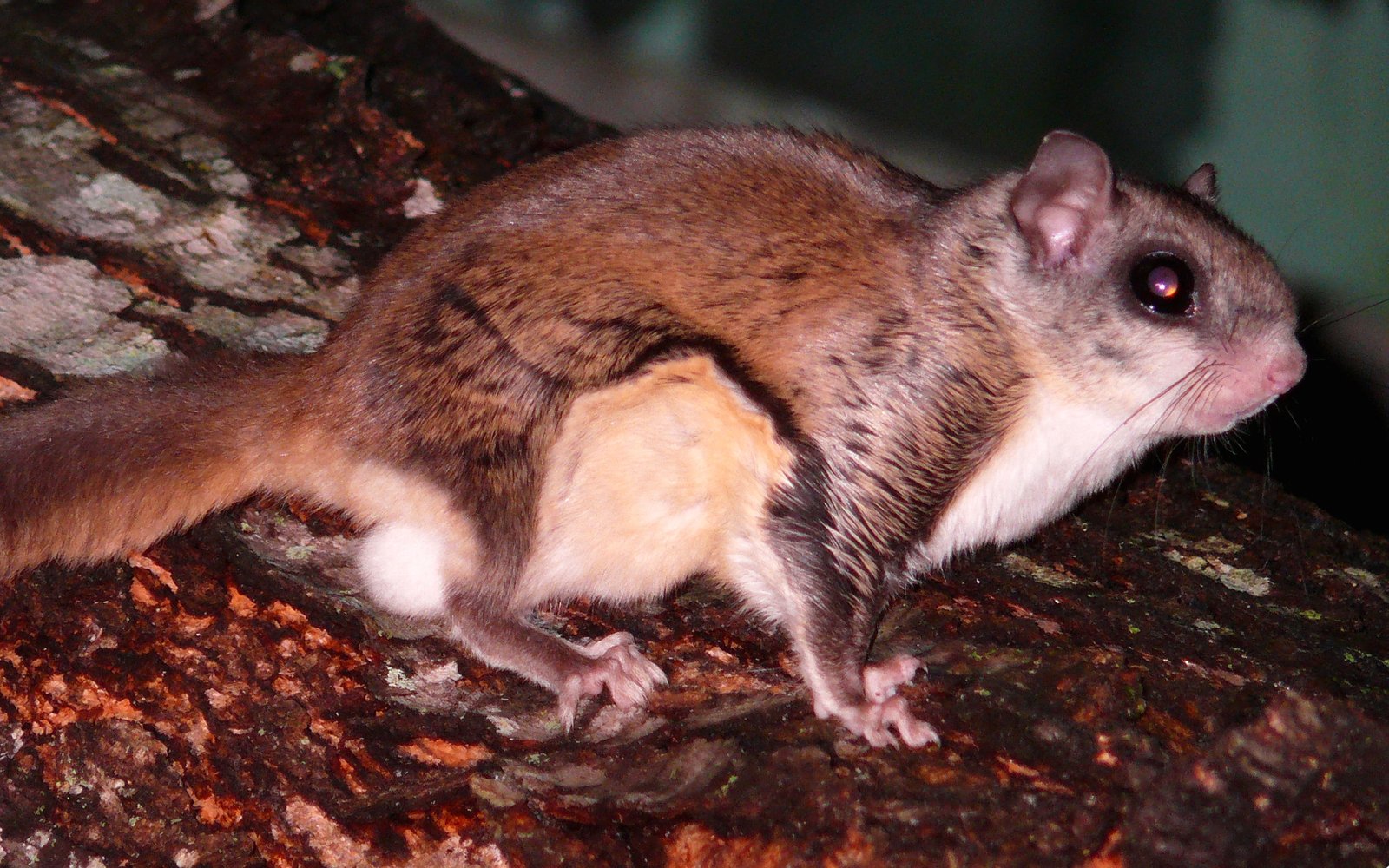 The Flying Squirrel That Holds Forests Together (image credits: wikimedia)