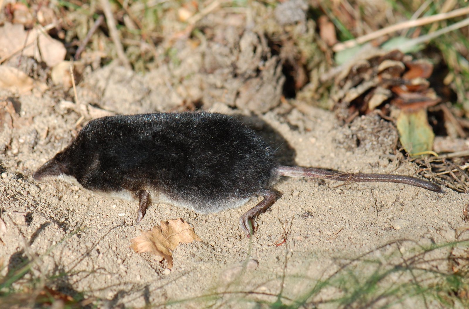 Invisible Hunters of the Water World (image credits: wikimedia)