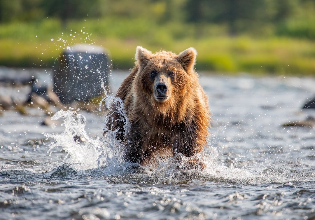 Why Alaska's Endemics Matter More Than Ever (image credits: unsplash)