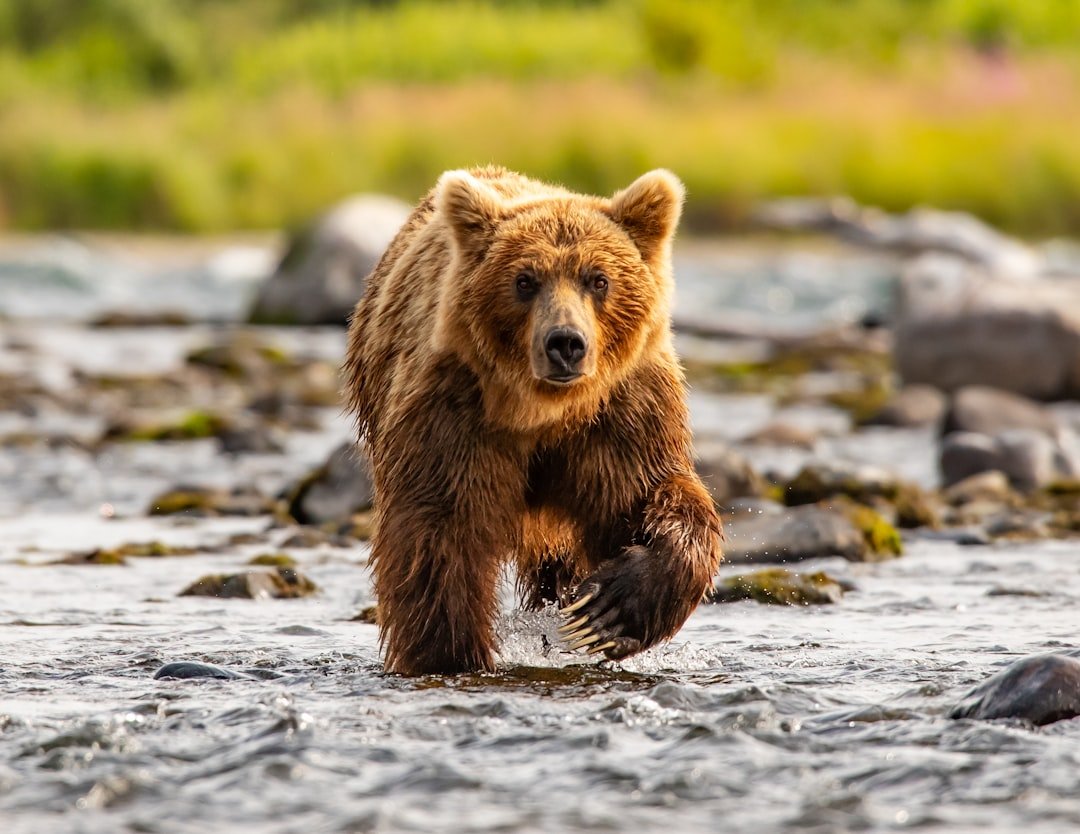 How You Can Help Preserve Alaska's Living Mysteries (image credits: unsplash)