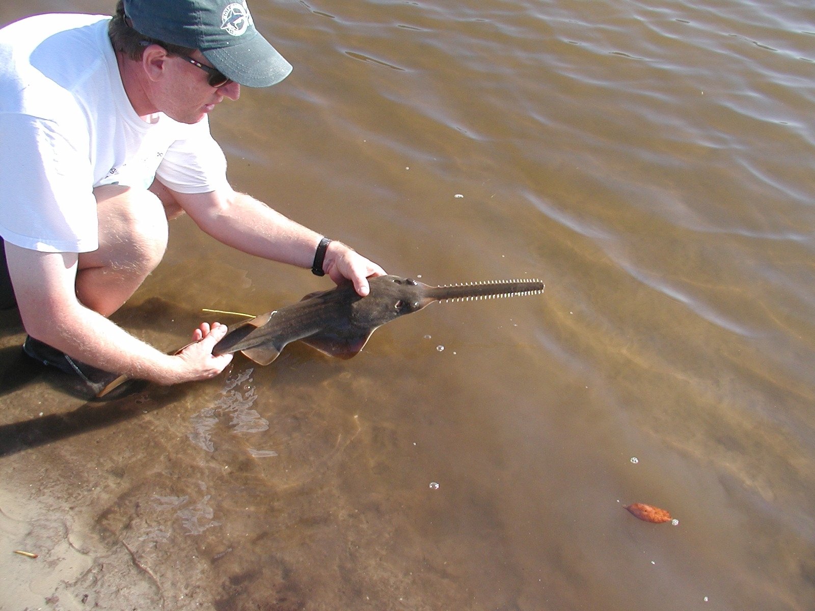 Smalltooth Sawfish: A Spinning Emergency at the Mangrove Edge (image credits: wikimedia)