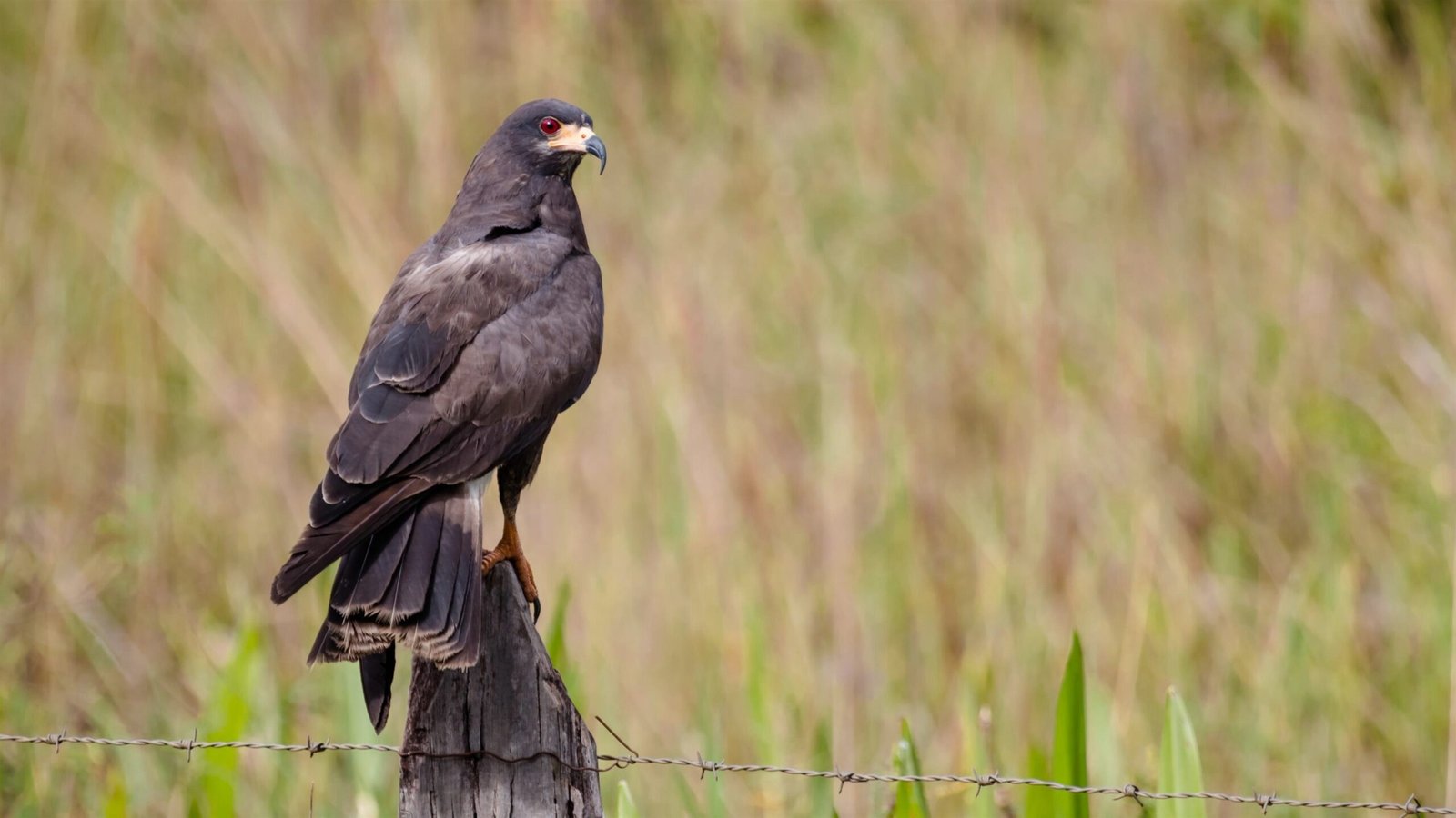 Everglade Snail Kite: A Raptor Living or Dying by Water Levels (image credits: wikimedia)