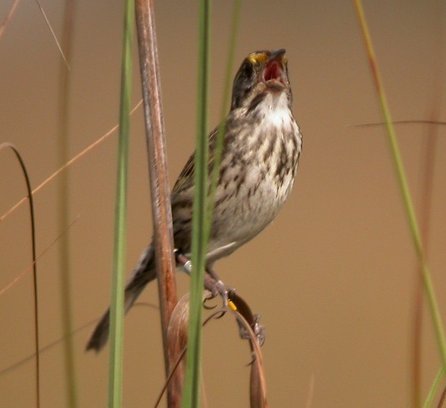Cape Sable Seaside Sparrow: The “Goldilocks” Bird of the Marl Prairies (image credits: wikimedia)