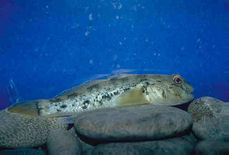 Who Are These Invaders? (image credits: wikimedia)