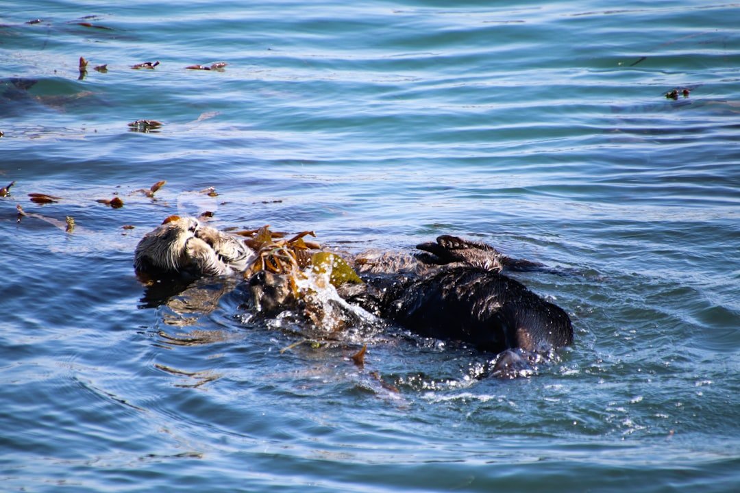 Dirty Water, Sick Otters (image credits: unsplash)