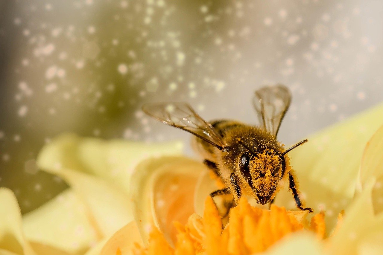 The Silent Crisis Taking Place in American Agriculture (image credits: pixabay)