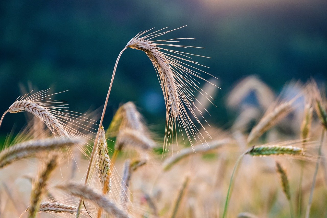 The Hidden Consequences of Pollinator Loss on Food Production (image credits: pixabay)