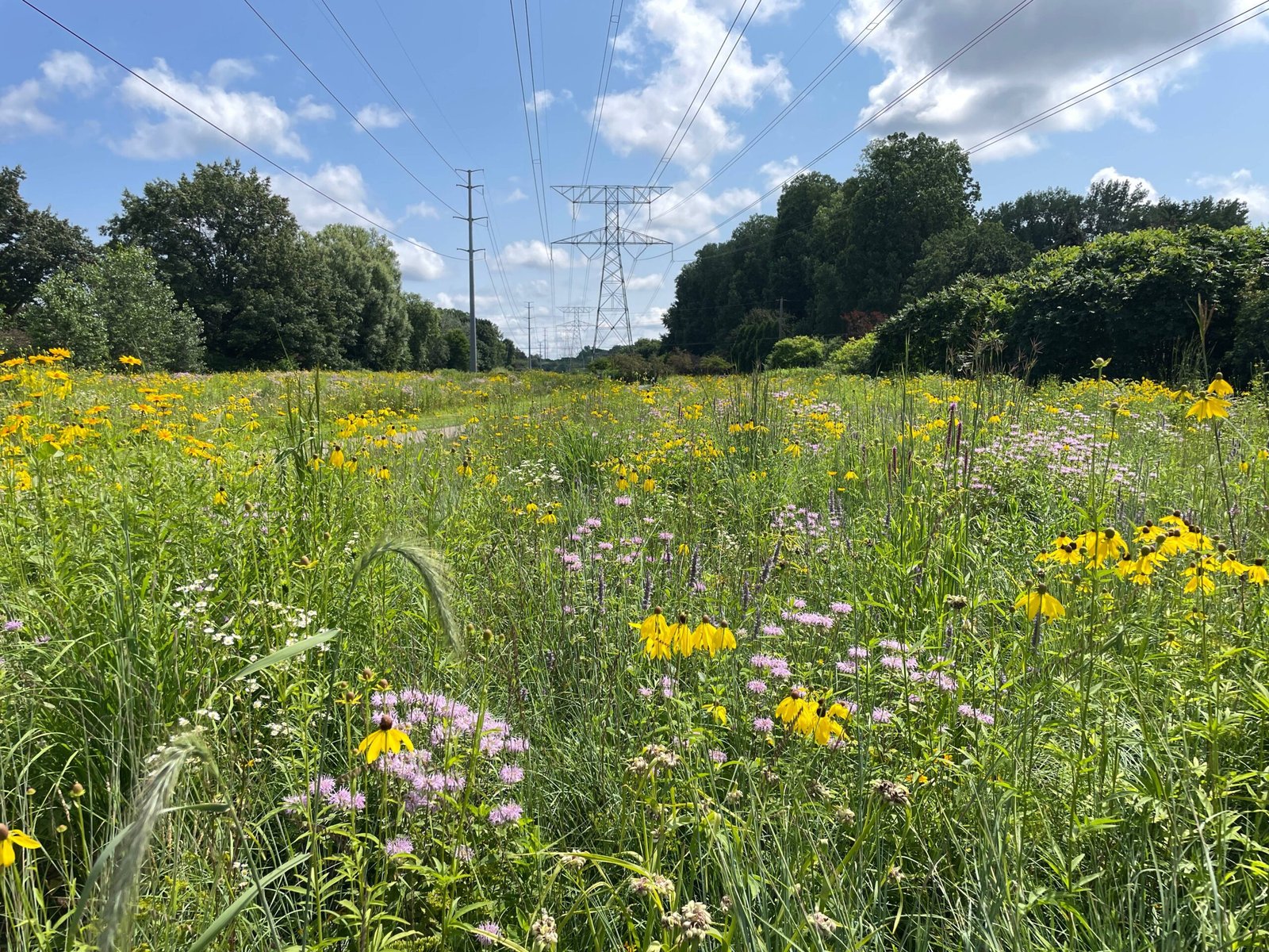 Habitat Loss: Where Have All the Wildflowers Gone? (image credits: wikimedia)