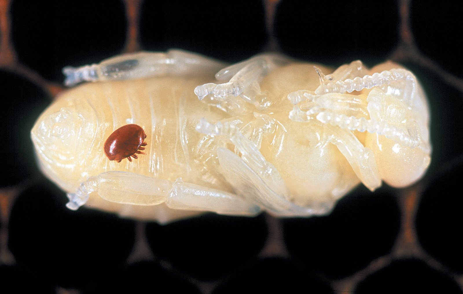 The Varroa Mite Plague: Tiny Parasites, Massive Impact (image credits: wikimedia)