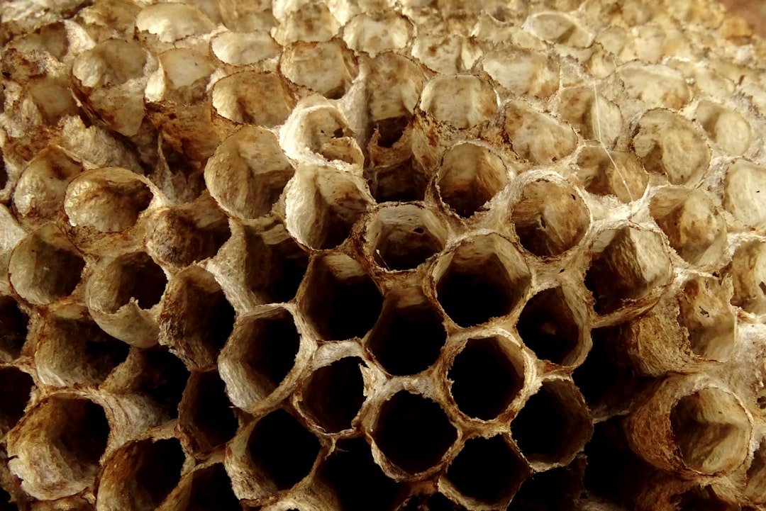 Colony Collapse Disorder: When Entire Communities Vanish (image credits: unsplash)