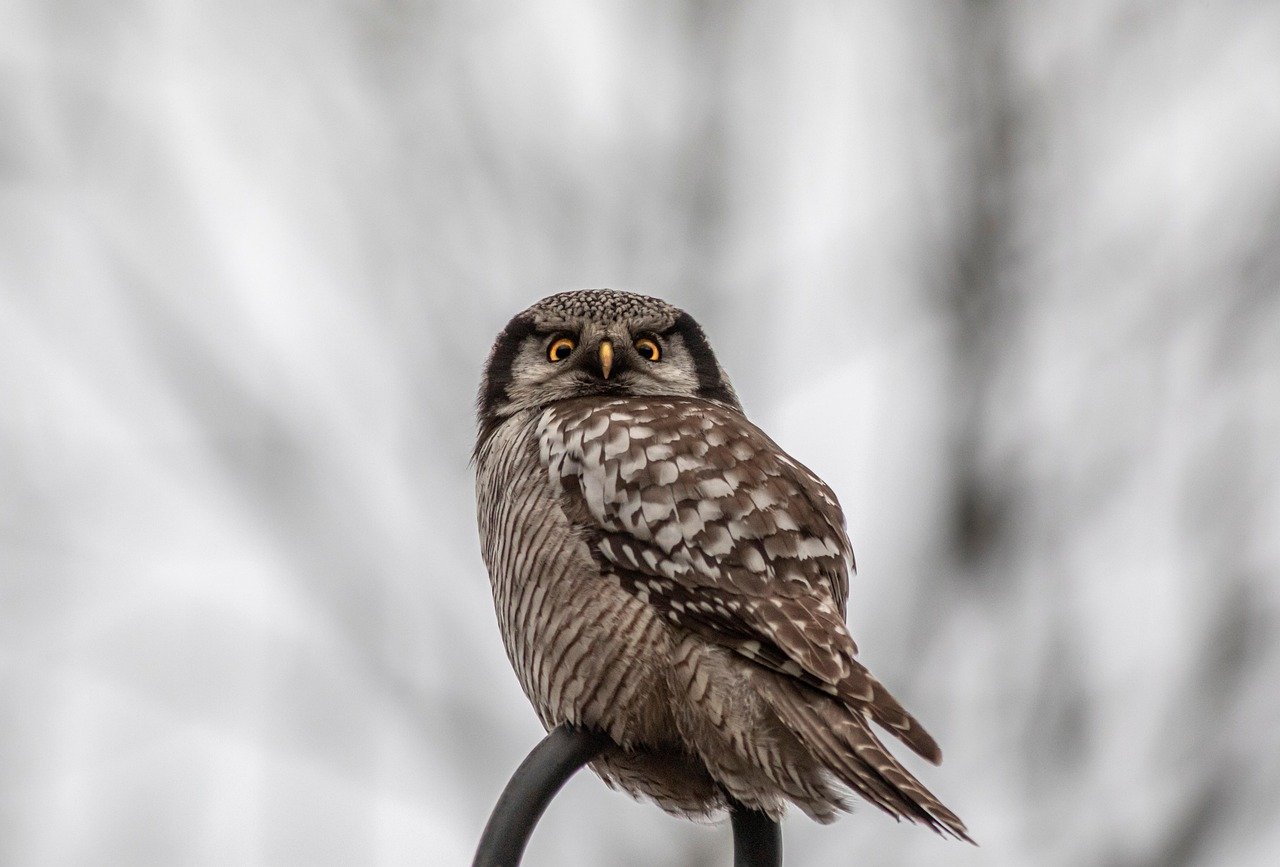 The Elusive Northern Hawk Owl Phenomenon (image credits: pixabay)