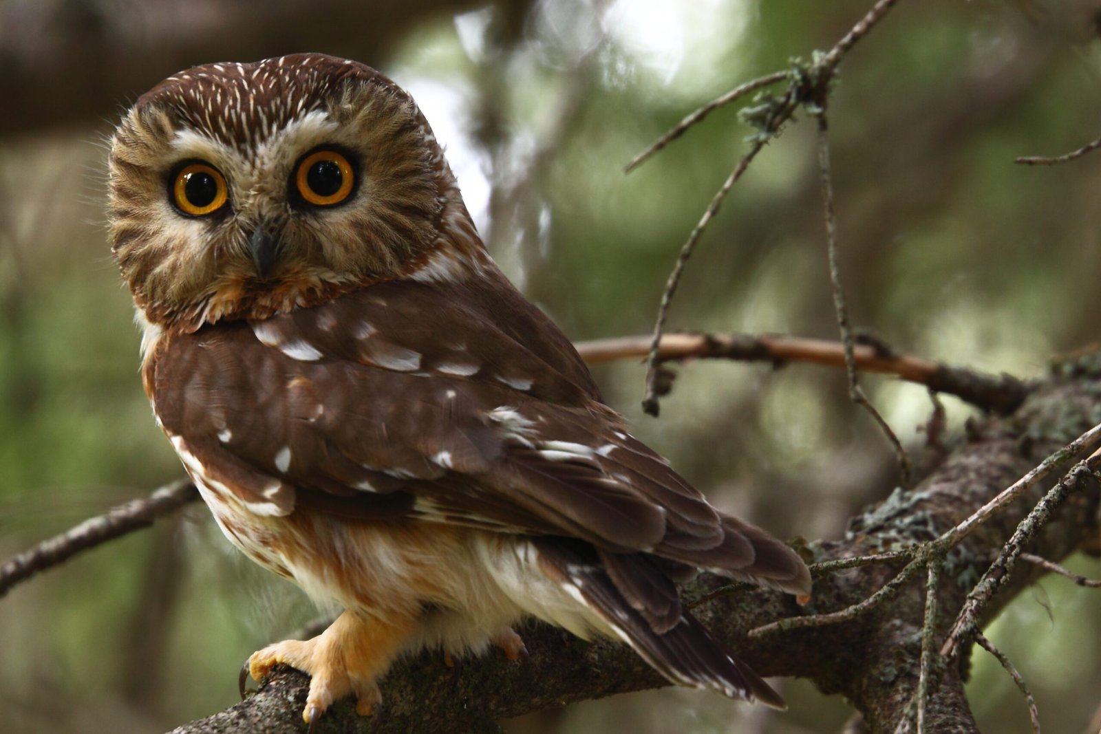 Northern Saw-whet Owls: The Forest's Tiny Giants (image credits: wikimedia)