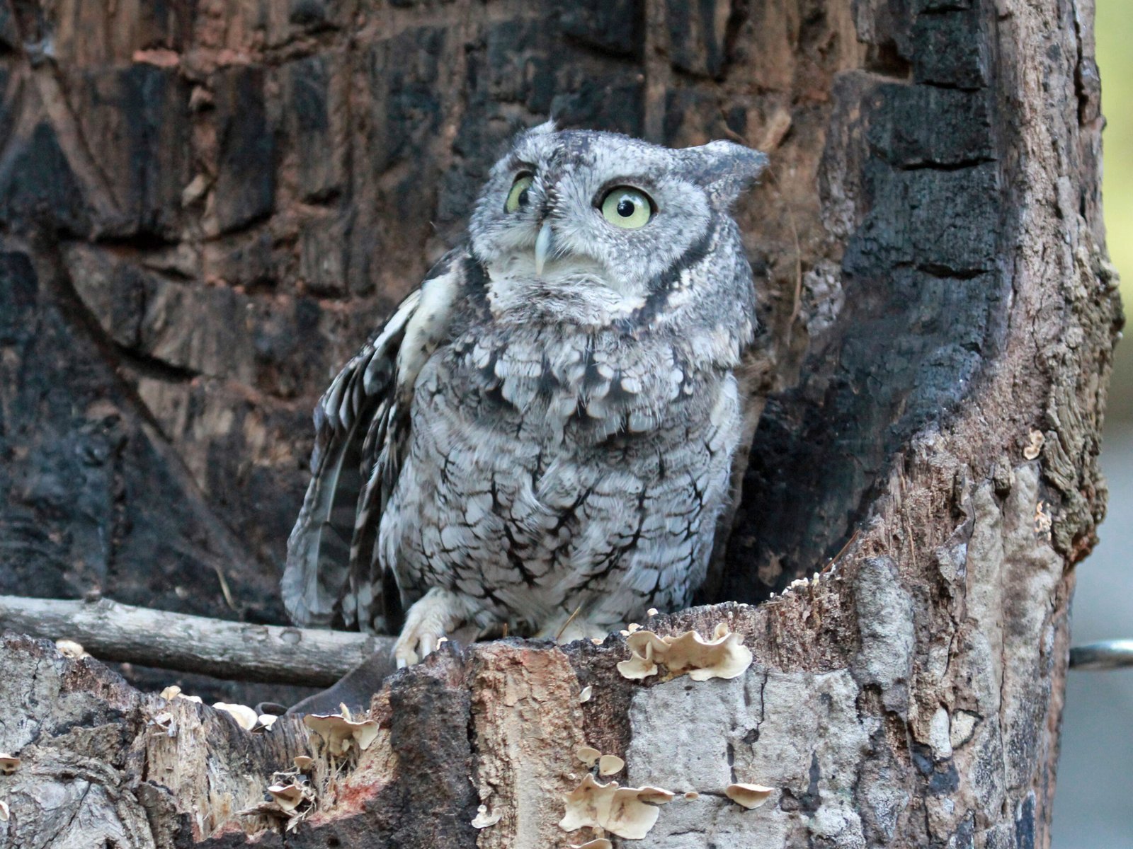 Eastern Screech Owls: The Urban Adaptors (image credits: wikimedia)