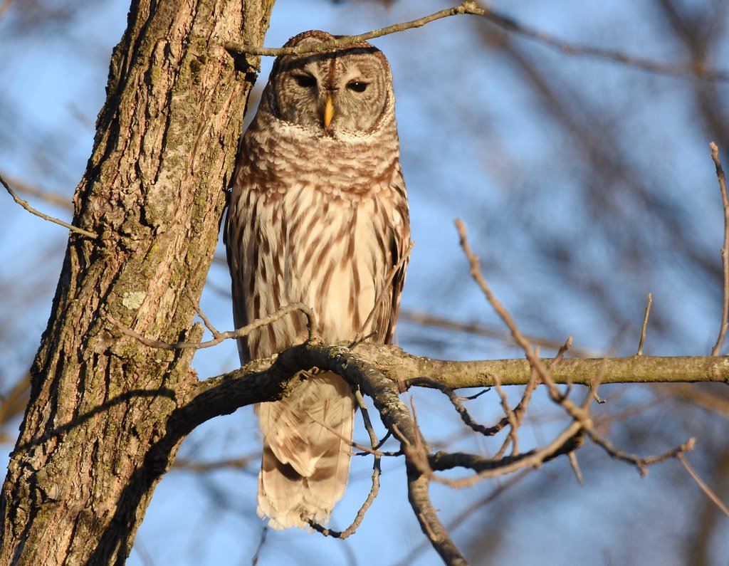 The Barred Owl Expansion (image credits: flickr)