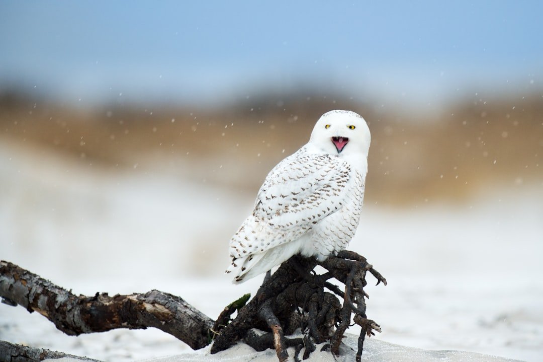 Winter Visitors: The Snowy Owl Irruptions (image credits: unsplash)