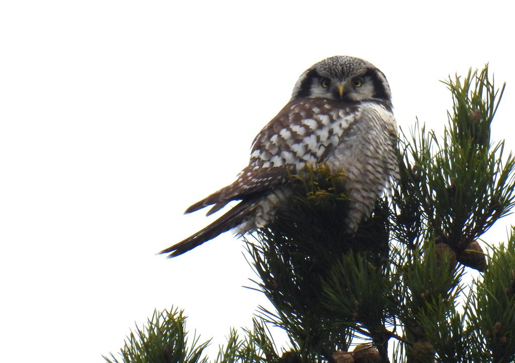 The Future of New England's Rare Owls (image credits: flickr)