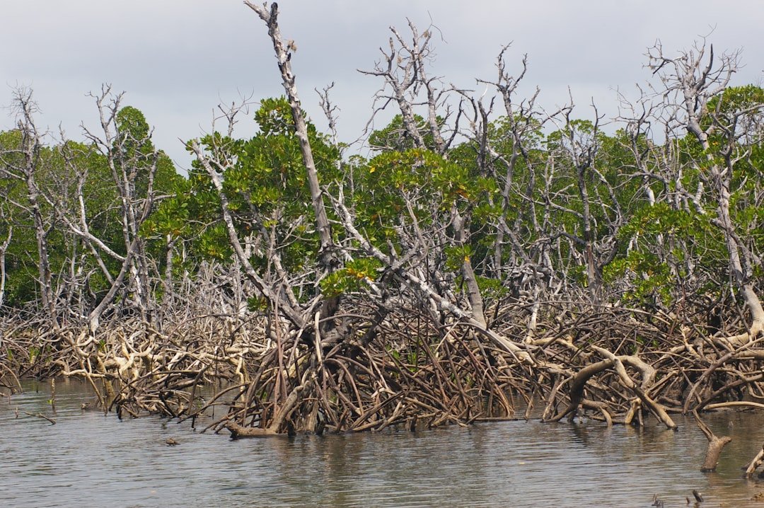 The Mangrove Catastrophe: Biscayne Bay's Ecological Reshaping (image credits: unsplash)
