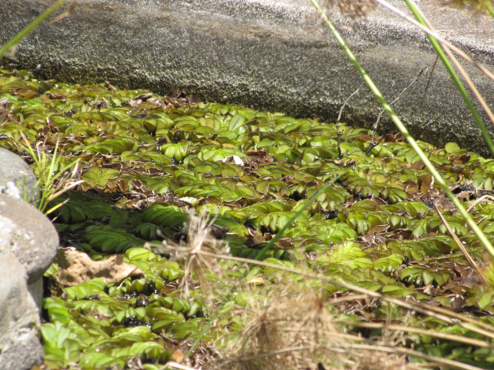 Giant Salvinia: The Green Monster Choking Our Waters (image credits: wikimedia)