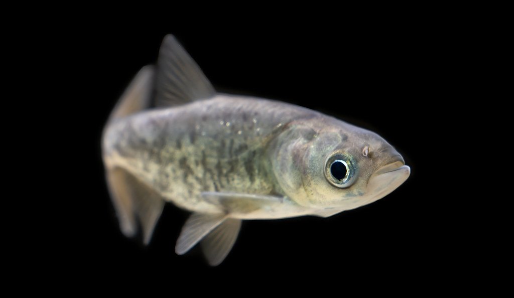 Bighead Carp: The Vacuum Cleaner of the Water World (image credits: flickr)