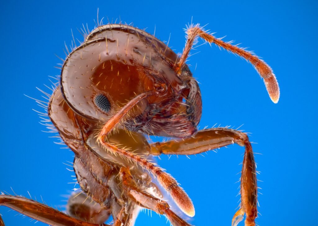 Red Imported Fire Ants: The Stinging Water Warriors