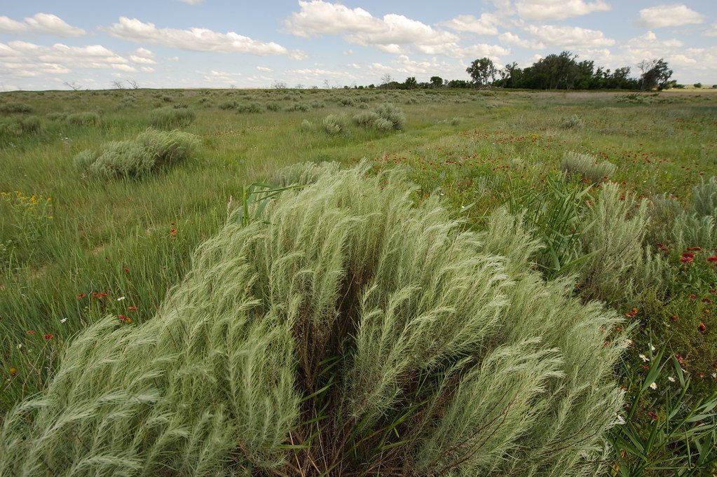 The Fight Back: Texas Takes Action (image credits: flickr)