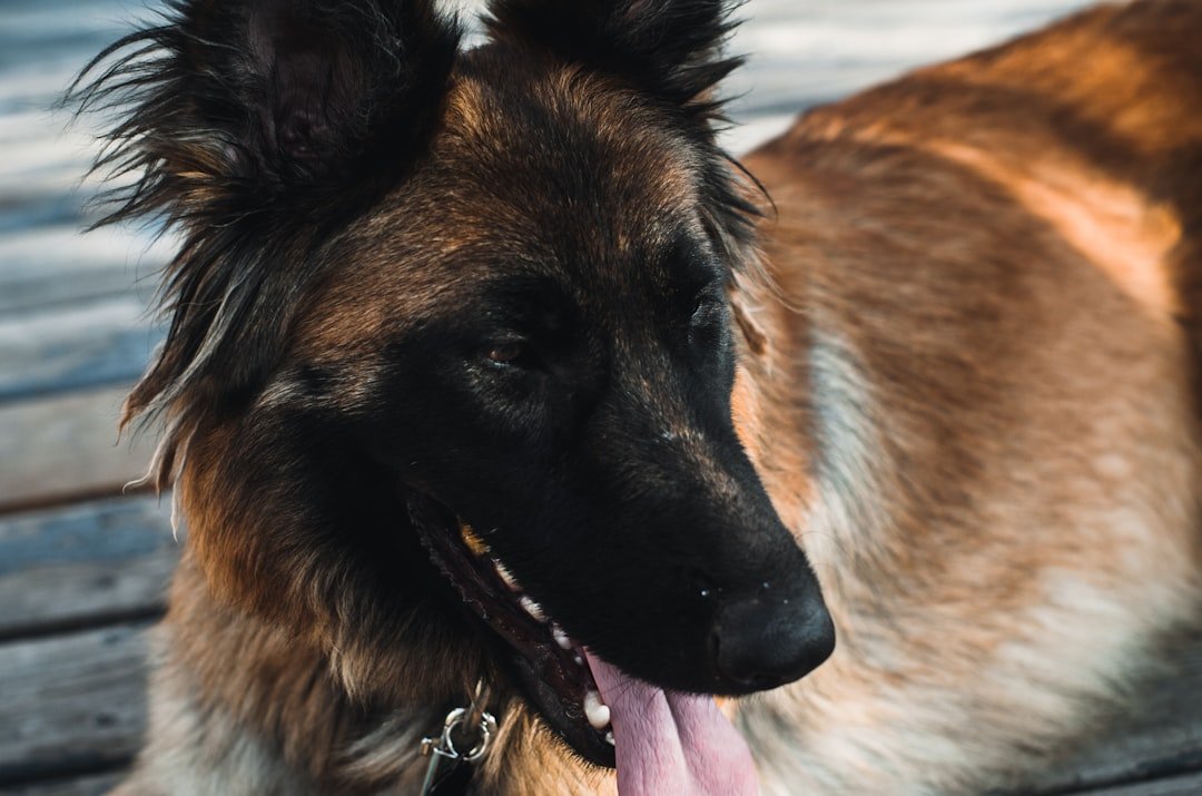 Heat Physiology 101: What Makes a Dog Run Hot or Cool (image credits: unsplash)