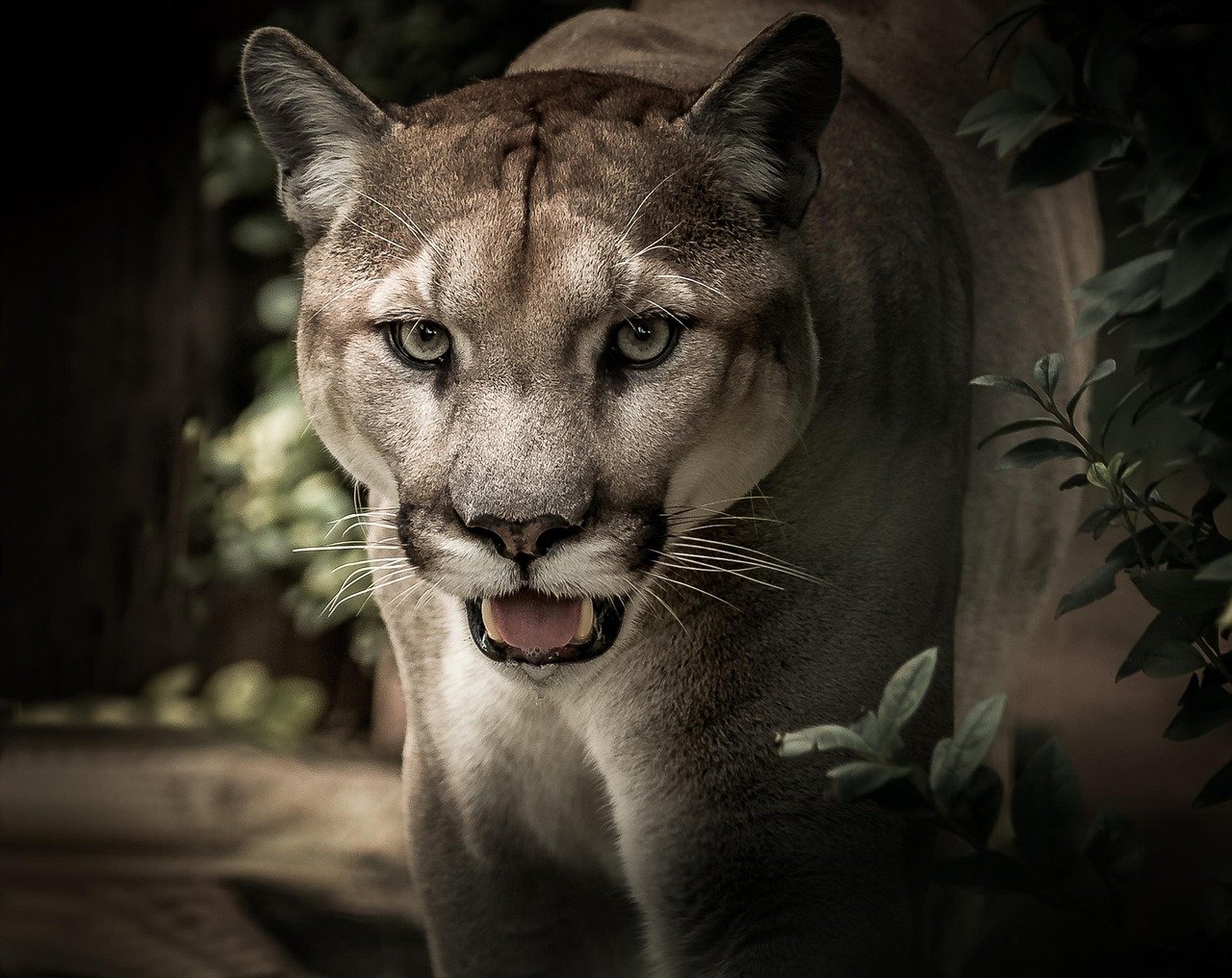 The Prey Factor: Suburban Buffet (image credits: pixabay)