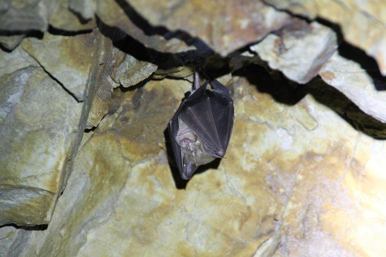 The Underground Guardians of Kentucky's Ecosystem (image credits: pixabay)