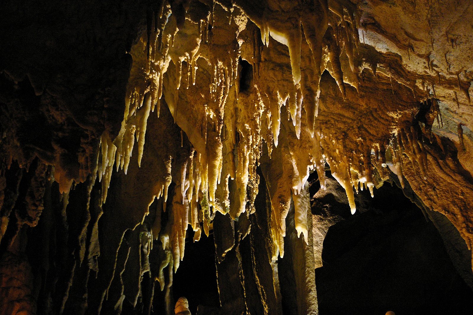 Mammoth Cave - The World's Greatest Underground Bat Hotel (image credits: By Niagara66, CC BY-SA 4.0, https://commons.wikimedia.org/w/index.php?curid=51711475)