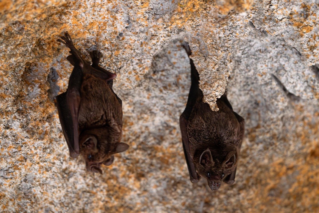 The Federally Protected Species Fighting for Survival (image credits: pixabay)