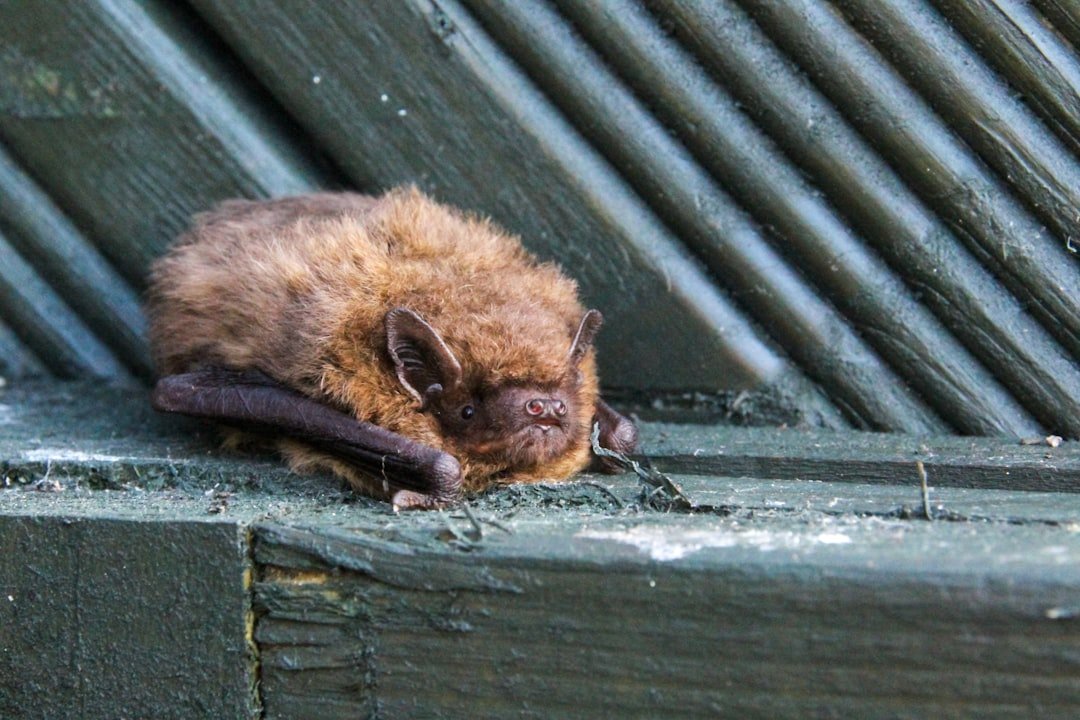 How the Fungus Turns Hibernation Into a Death Sentence (image credits: unsplash)