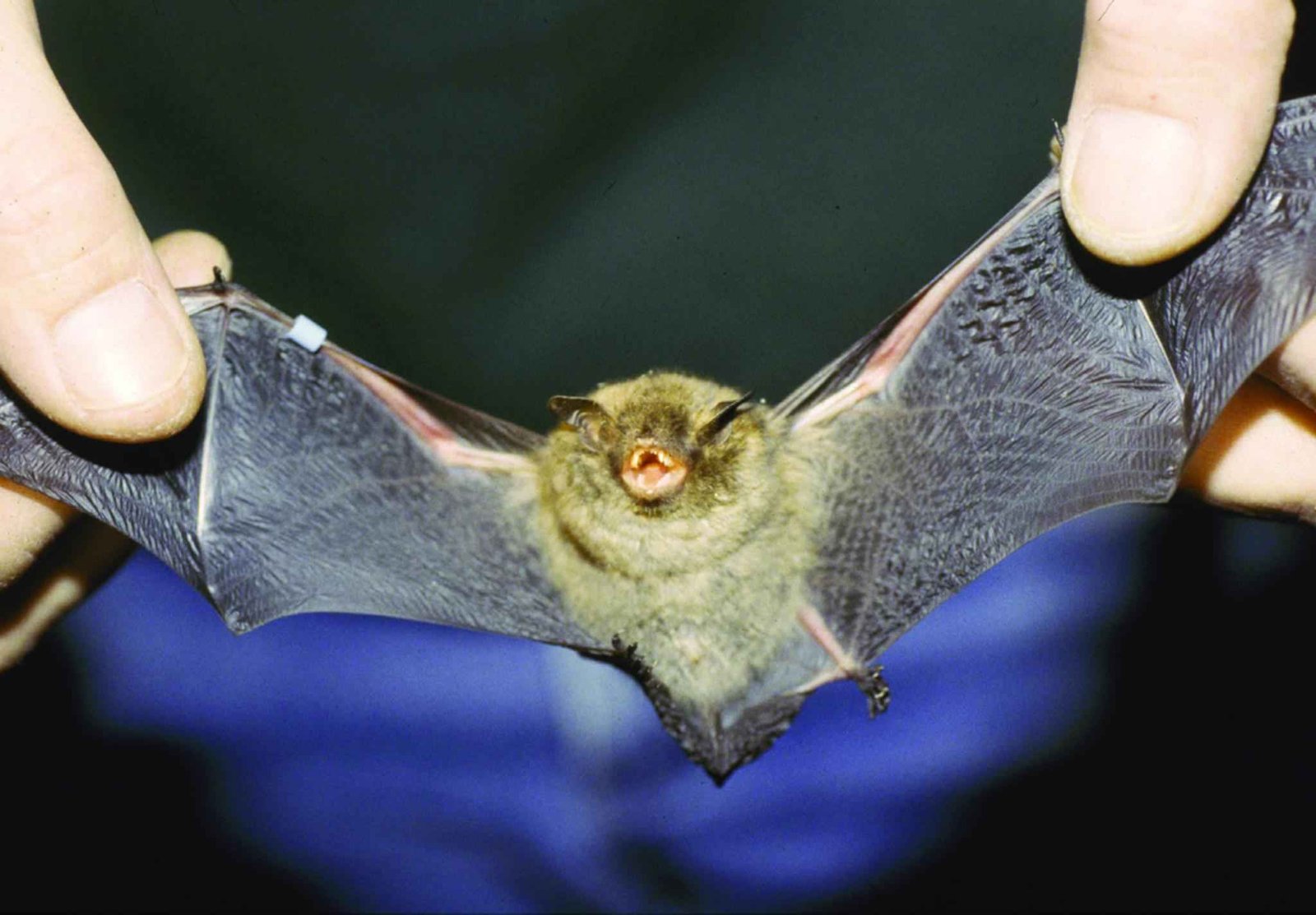 The Indiana Bat's Desperate Struggle (image credits: wikimedia)