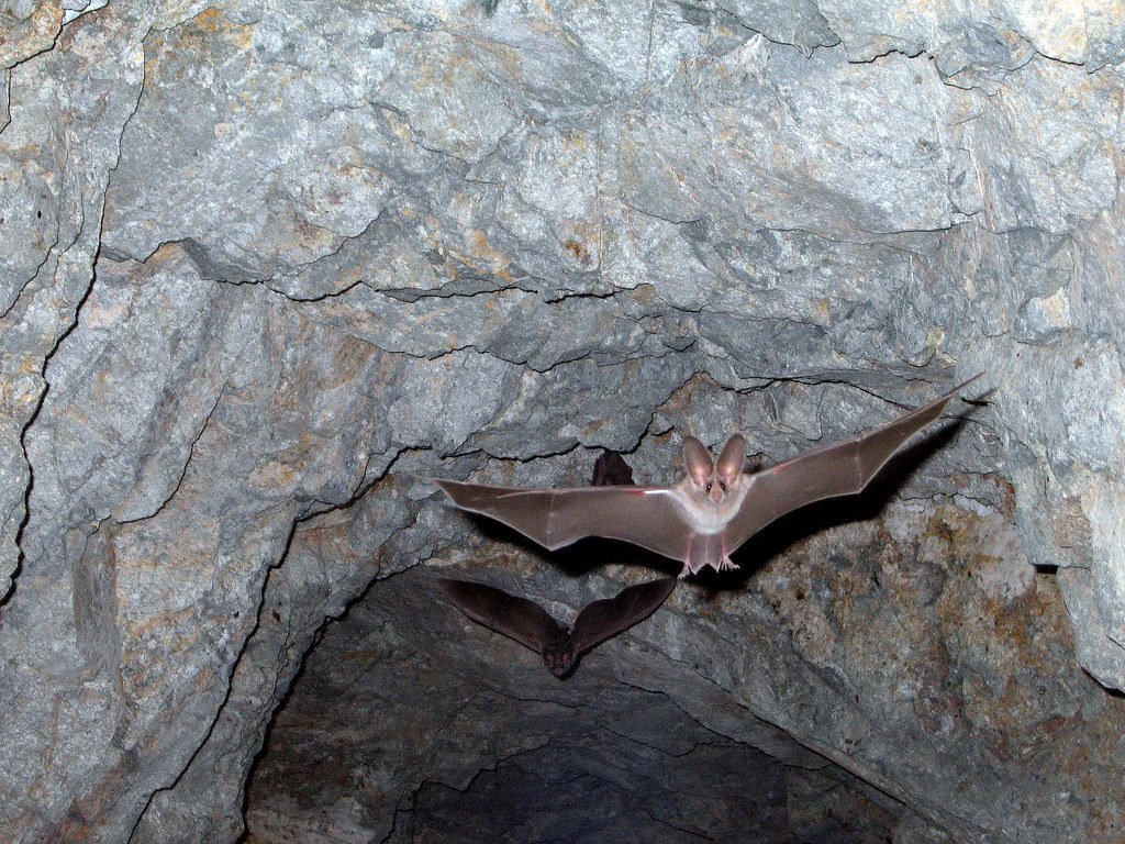 Gray Bats - The Cave Specialists (image credits: flickr)