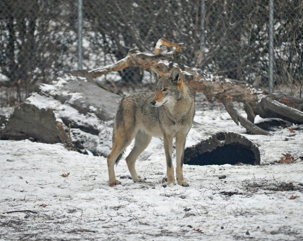The Great Wolf Elimination Changed Everything (image credits: flickr)
