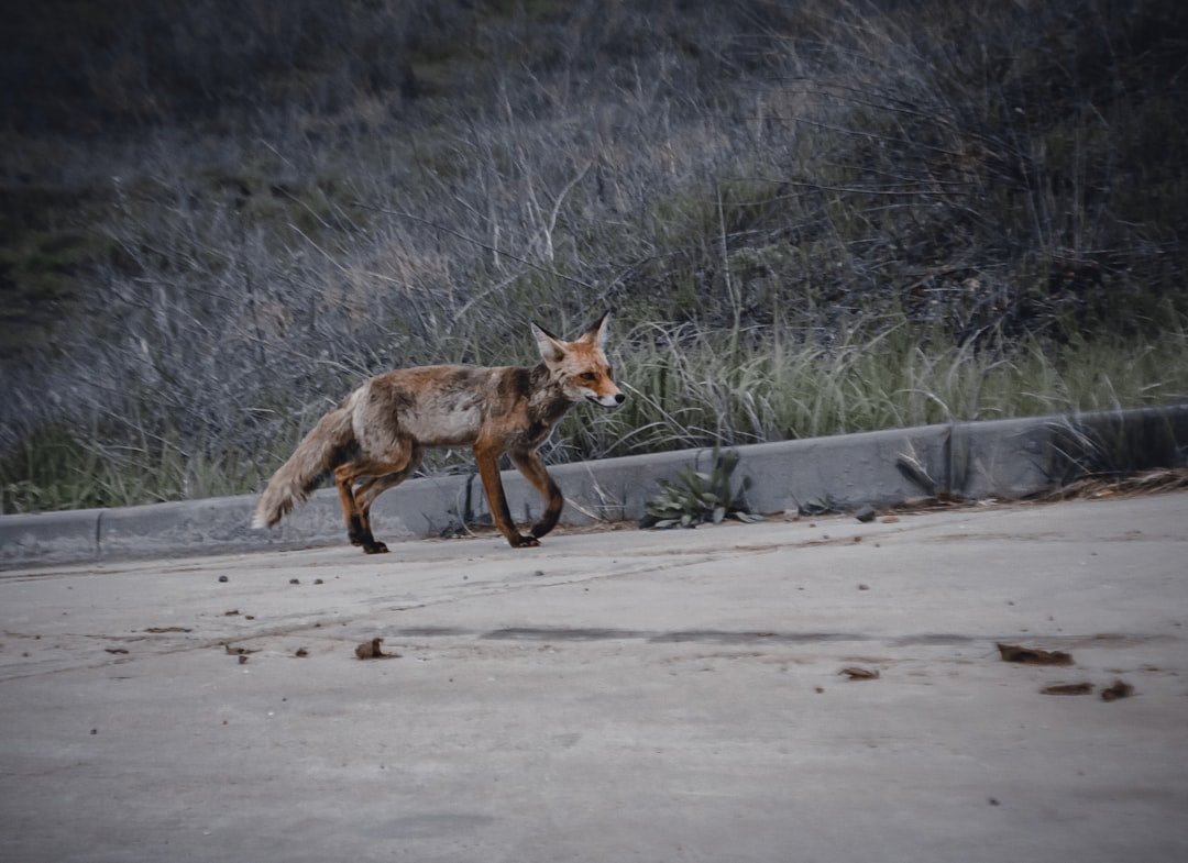 They Evolved Urban-Specific Behaviors (image credits: unsplash)
