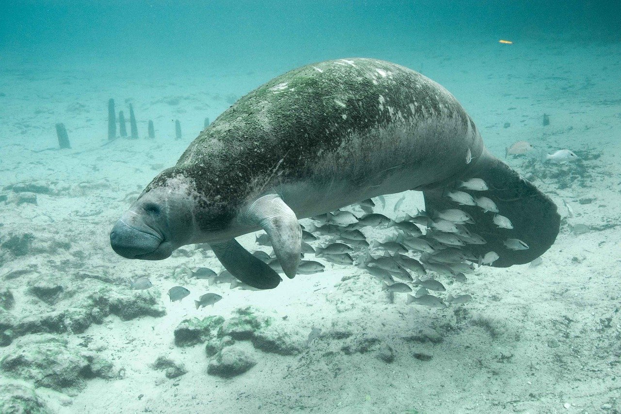 The Vanishing Underwater Gardens (image credits: pixabay)