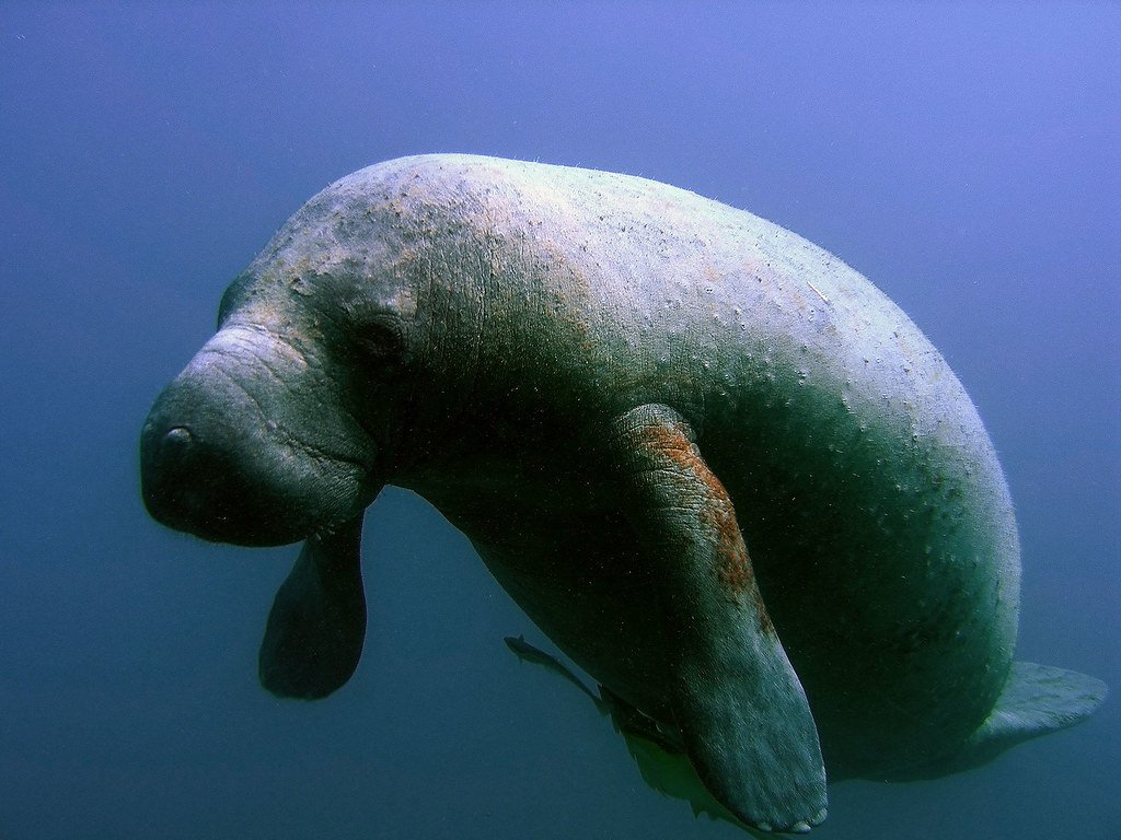 Pollution: The Silent Killer Choking Our Waters (image credits: flickr)