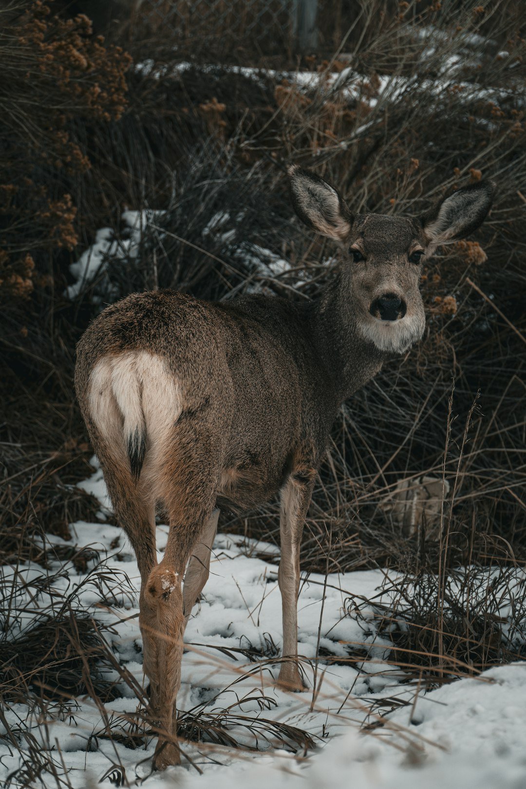 Heat, Deer, and Suburbs: Ecology Behind the Boom (image credits: unsplash)
