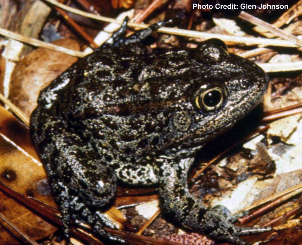 The Mississippi Gopher Frog: Living on Borrowed Time (image credits: flickr)