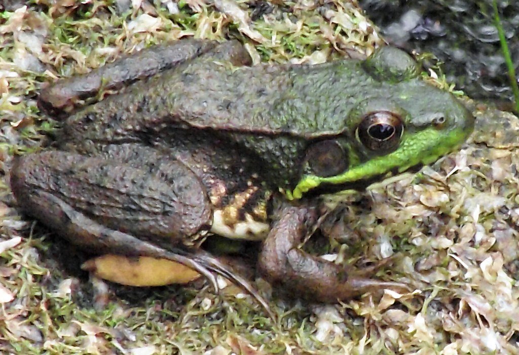 Southern Toads: The Unsung Heroes of Wetland Ecosystems (image credits: flickr)