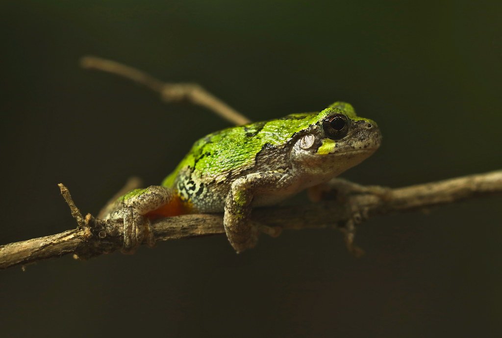Green Treefrogs: Vanishing Voices in the Night (image credits: flickr)