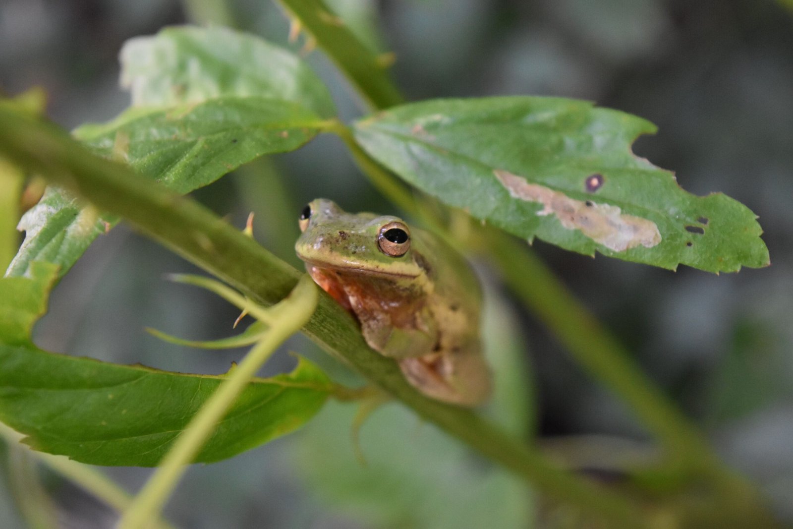 Pine Woods Tree Frogs: The Ghosts of Mississippi Forests (image credits: wikimedia)