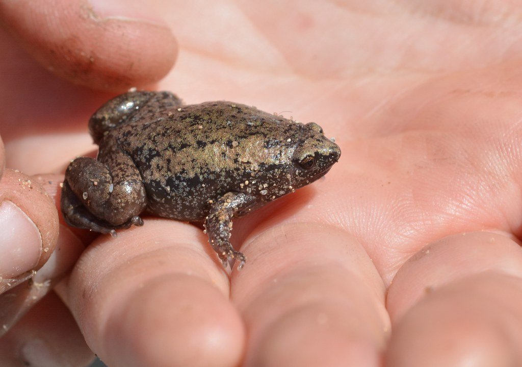 Eastern Narrow-Mouthed Toads: Mississippi's Tiny Survivors (image credits: flickr)