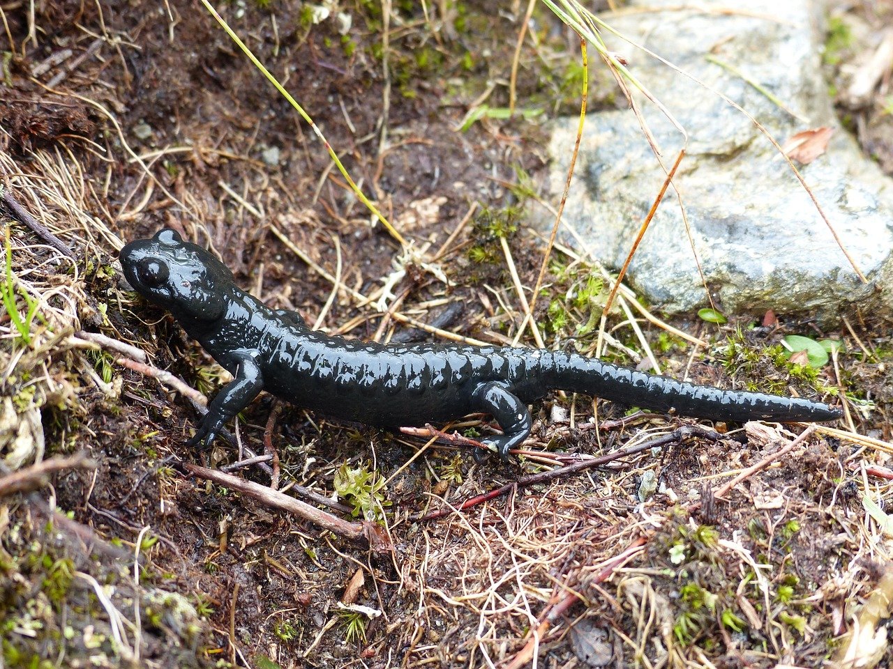 Ainsworth's Salamanders: Mississippi's Underground Railroad (image credits: pixabay)